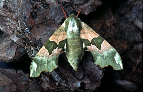 moth survey